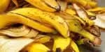 Casca de banana contém vários nutrientes e benefícios (Imagem Reprodução Internet)