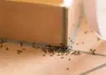 Com estes truques infalíveis você se livrará das formigas em casa! Foto: Reprodução 