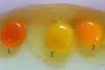 Gema do ovo de várias cores (Foto: Reprodução/ Impala News)
