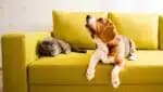 Pets no sofá: Chega de ter a casa cheia de pelos (Foto: Reprodução/ Freepik)