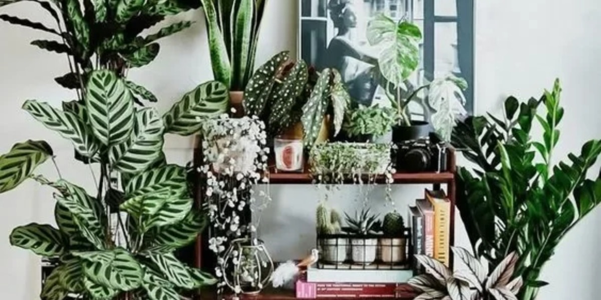 Ter plantas em casa pode te ajudar (Imagem Reprodução Internet)