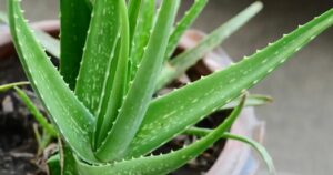 Planta de Aloe Vera, a popular Babosa (Foto: Reprodução/ GettyImages)