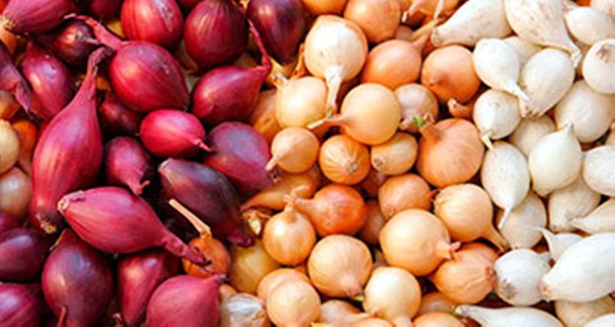 Os variados tipos de cebolas que se encontra nas feiras e supermercados (Foto: Reprodução/ FreePik)
