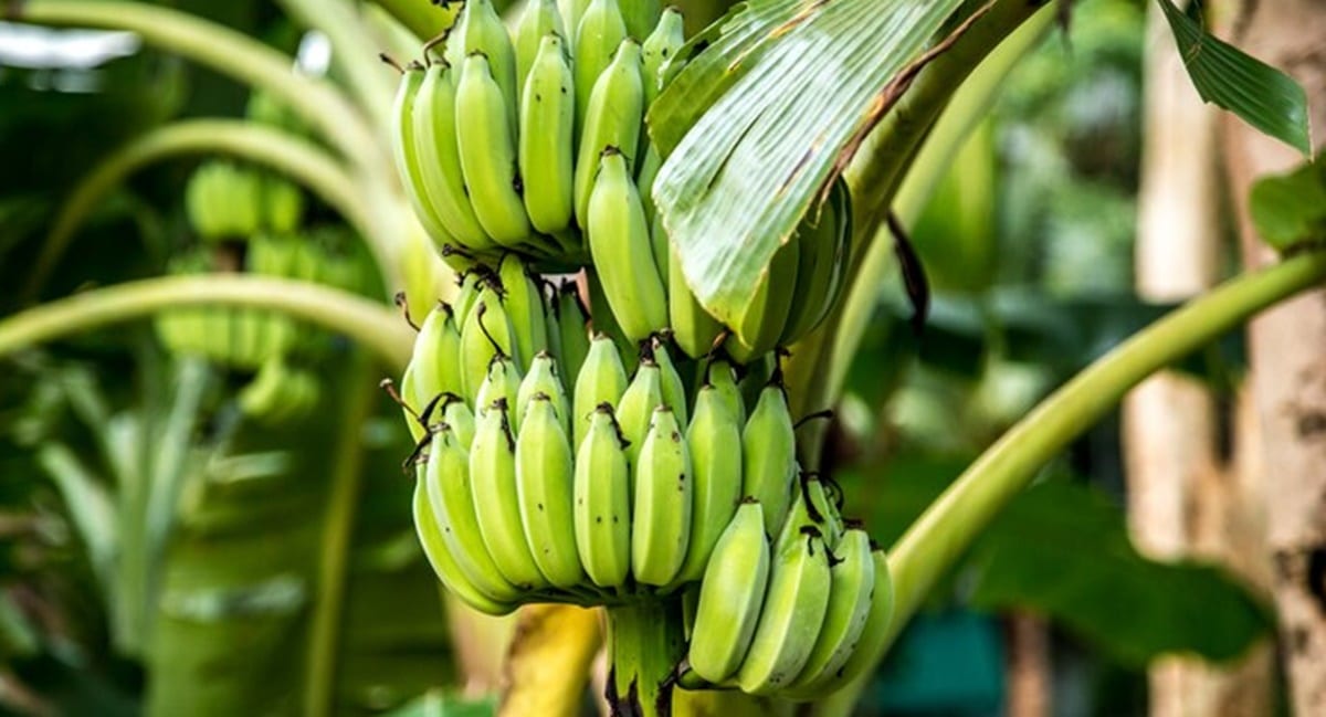 Bananas verdes no pé de bananeira (Foto: Reprodução/ FreePik)