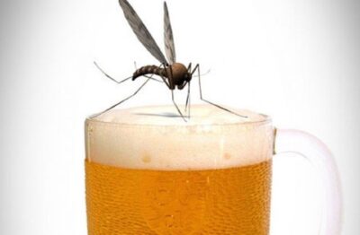 Tomar cerveja aumenta as chances de ser picado pelos mosquitos da Dengue: Verdade ou mentira?